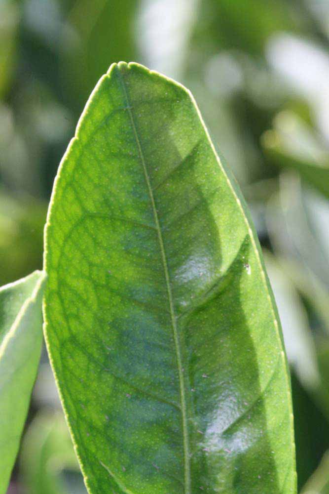              Margin (Riverside, CA)       